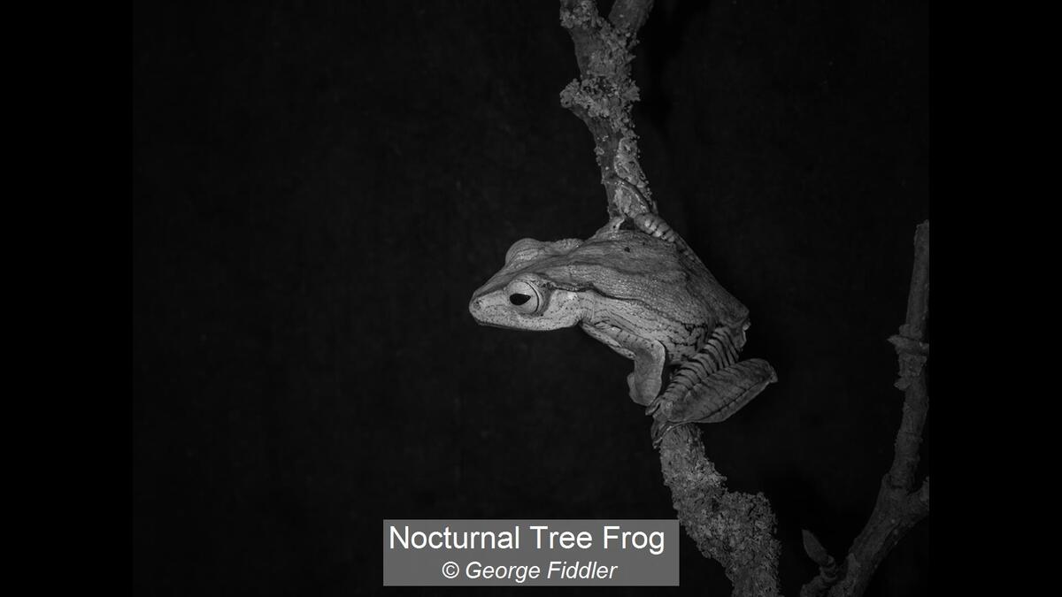 00_Nocturnal Tree Frog_George Fiddler